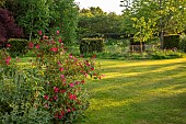 THE OLD VICARAGE, WORMLEIGHTON, WARWICKSHIRE: DESIGNER ANGEL COLLINS - BORDER, PINK, RED FLOWERS OF ROSE, ROSA CHINENSIS MUTABILIS, LAWN