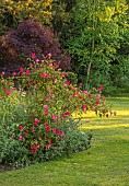 THE OLD VICARAGE, WORMLEIGHTON, WARWICKSHIRE: DESIGNER ANGEL COLLINS - BORDER, PINK, RED FLOWERS OF ROSE, ROSA CHINENSIS MUTABILIS, LAWN