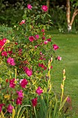 THE OLD VICARAGE, WORMLEIGHTON, WARWICKSHIRE: DESIGNER ANGEL COLLINS - BORDER, PINK, RED FLOWERS OF ROSE, ROSA CHINENSIS MUTABILIS, LAWN