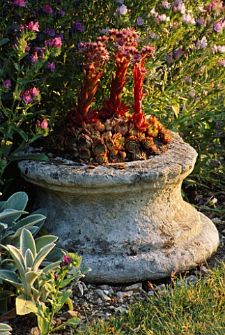 DROUGHT_TOLERANT_PLANTS_SEMPERVIVUMS_IN_STONE_CONTAINER_SURROUNDED_BY_ECHIUM_AND_STACHYS_LITTLE_COUR
