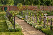 ASHBY MANOR HOUSE, NORTHAMPTONSHIRE: MAY, PATH LINED WITH CHIVES, ALLIUM SCHOENOPRASUM, DIANTHUS MRS SINKINS, OREGANUM AUREUM, ESPALIERED APPLES
