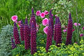 ASHBY MANOR HOUSE, NORTHAMPTONSHIRE: MAY, PLANT COMBINATION, ASSOCIATION, LUPIN MASTERPIECE, ROSE, ROSA GERTRUDE JEKYLL