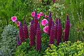 ASHBY MANOR HOUSE, NORTHAMPTONSHIRE: MAY, PLANT COMBINATION, ASSOCIATION, LUPIN MASTERPIECE, ROSE, ROSA GERTRUDE JEKYLL