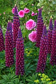 ASHBY MANOR HOUSE, NORTHAMPTONSHIRE: MAY, PLANT COMBINATION, ASSOCIATION, LUPIN MASTERPIECE, ROSE, ROSA GERTRUDE JEKYLL