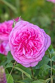ASHBY MANOR HOUSE, NORTHAMPTONSHIRE: MAY, PINK FLOWERS, BLOOMS OF ROSE, ROSA GERTRUDE JEKYLL