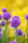 ASHBY MANOR HOUSE, NORTHAMPTONSHIRE: MAY, CHIVES, ALLIUM SCHOENOPRASUM, BULBS