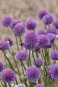 ASHBY MANOR HOUSE, NORTHAMPTONSHIRE: MAY, CHIVES, ALLIUM SCHOENOPRASUM, BULBS