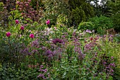 PETRA HOYER MILLAR GARDEN, OXFORDSHIRE: CASTLE END HOUSE, JUNE, BORDERS, GRAVEL PATH, ROSES, ALLIUM ATROPURPUREUM, ALLIUM CHRISTOPHII