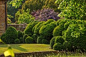 PETRA HOYER MILLAR GARDEN, OXFORDSHIRE: CASTLE END HOUSE, FRONT GARDEN, YEW HEDGES, HEDGING, CLOUD PRUNED