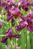 PETRA HOYER MILLAR GARDEN, OXFORDSHIRE: CASTLE END HOUSE, IRIS GERMANICA SENLAC