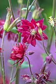 PETRA HOYER MILLAR GARDEN, OXFORDSHIRE: CASTLE END HOUSE, JUNE, RED, PINK FLOWERS, BLOOMS OF AQUILEGIA VULGARIS VAR. STELLATA RUBY PORT, PERENNIALS