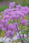 PETRA HOYER MILLAR GARDEN, OXFORDSHIRE: CASTLE END HOUSE, JUNE, PINK FLOWERS, BLOOMS OF THALICTRUM BLACK STOCKINGS, PERENNIALS