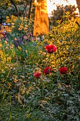 THE OLD VICARAGE, WORMLEIGHTON, WARWICKSHIRE: DESIGNER ANGEL COLLINS, OBELISK, BORDER, PAPAVER BEAUTY OF LIVERMERE