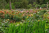 HIGHNAM COURT, GLOUCESTERSHIRE: JUNE, ROSES BESIDE THE WINTER GARDEN TERRACE