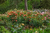 HIGHNAM COURT, GLOUCESTERSHIRE: JUNE, ROSES BESIDE THE WINTER GARDEN TERRACE