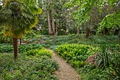 HIGHNAM COURT, GLOUCESTERSHIRE: JUNE, THE FERNERY AND WATER GARDEN, ROCKERY, FERNS, TRACHYCARPUS FORTUNEI