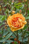 HIGHNAM COURT, GLOUCESTERSHIRE: JUNE, ORANGE FLOWERS, BLOOMS OF BUSH ROSE, ROSA TOGETHER FOREVER
