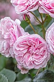 HIGHNAM COURT, GLOUCESTERSHIRE: JUNE, PALE PINK FLOWERS, BLOOMS OF HYBRID TEA ROSE, ROSA MAXIMA ROMANTICA