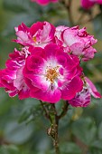 HIGHNAM COURT, GLOUCESTERSHIRE: JUNE, CREAM, PINK, FLOWERS, BLOOMS OF ROSE, ROSA GREETINGS
