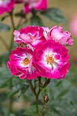 HIGHNAM COURT, GLOUCESTERSHIRE: JUNE, CREAM, PINK, FLOWERS, BLOOMS OF ROSE, ROSA GREETINGS