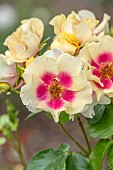 HIGHNAM COURT, GLOUCESTERSHIRE: JUNE, YELLOW, PINK FLOWERS, BLOOMS OF ROSE, ROSA EYE OF THE TIGER, ROSES, PERSICA HYBRID