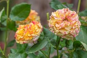 HIGHNAM COURT, GLOUCESTERSHIRE: JUNE, ORANGE, PINK, YELLOW FLOWERS, BLOOMS OF ROSE, ROSA TEQUILLA SUNRISE, ROSES