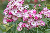 HIGHNAM COURT, GLOUCESTERSHIRE: JUNE, PALE PINK, WHITE FLOWERS, BLOOMS OF ROSE, ROSA BALLERINA, PERENNIALS, SCENTED, FRAGRANT