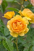 HIGHNAM COURT, GLOUCESTERSHIRE: JUNE, ORANGE, APRICOT FLOWERS, BLOOMS OF FLORIBUNDA ROSE, ROSA GOLDEN BEAUTY