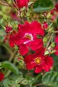 HIGHNAM COURT, GLOUCESTERSHIRE: JUNE, RED FLOWERS, BLOOMS OF ROSE, ROSA FLOWER CARPET RED VELVET, NOARE, PERENNIALS, ROSES