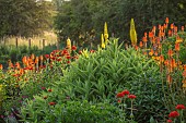 ASTON POTTERY, OXFORDSHIRE: JUNE, BORDER, KNIPHOFIA FIERY RED, EREMURUS STENOPHYLLUS, LYCHNIS CHALCEDONICA