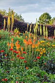 ASTON POTTERY, OXFORDSHIRE: JUNE, BORDER, ALSTROEMERIA INCA GOLD, KNIPHOFIA FIERY RED, EREMURUS STENOPHYLLUS, LYCHNIS CORONARIA, LYCHNIS CHALCEDONICA