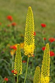 ASTON POTTERY, OXFORDSHIRE: JUNE, BORDER, YELLOW FLOWERS, BLOOMS OF EREMURUS STENOPHYLLUS, FOXTAIL LILY, DESERT CANDLE