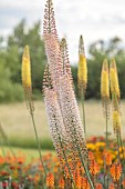 ASTON POTTERY, OXFORDSHIRE: JUNE, BORDER, YELLOW FLOWERS, BLOOMS OF EREMURUS X ISABELLINUS RUITER HYBRID, FOXTAIL LILY, DESERT CANDLE