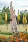 ASTON POTTERY, OXFORDSHIRE: JUNE, BORDER, YELLOW FLOWERS, BLOOMS OF EREMURUS X ISABELLINUS RUITER HYBRID, FOXTAIL LILY, DESERT CANDLE