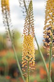 ASTON POTTERY, OXFORDSHIRE: JUNE, BORDER, YELLOW FLOWERS, BLOOMS OF EREMURUS X ISABELLINUS ROMANCE, FOXTAIL LILY, DESERT CANDLE