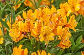 ASTON POTTERY, OXFORDSHIRE: JUNE, ORANGE, YELLOW FLOWERS, BLOOMS OF ALSTROEMERIA INCA GOLD, PERENNIALS
