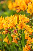 ASTON POTTERY, OXFORDSHIRE: JUNE, ORANGE, YELLOW FLOWERS, BLOOMS OF ALSTROEMERIA INCA GOLD, PERENNIALS
