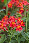 ASTON POTTERY, OXFORDSHIRE: JUNE, PINK FLOWERS, BLOOMS OF ALSTROEMERIA SUMMER HEAT, PERENNIALS