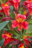 ASTON POTTERY, OXFORDSHIRE: JUNE, PINK FLOWERS, BLOOMS OF ALSTROEMERIA SUMMER HEAT, PERENNIALS