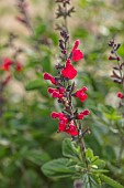 ASTON POTTERY, OXFORDSHIRE: JUNE, RED FLOWERS, BLOOMS OF SAGE, SALVIA ROYAL BUMBLE, PERENNIALS