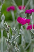 ASTON POTTERY, OXFORDSHIRE: JUNE, PINK FLOWERS, BLOOMS OF LYCHNIS CORONARIA, PERENNIALS