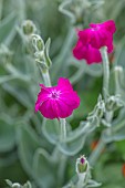 ASTON POTTERY, OXFORDSHIRE: JUNE, PINK FLOWERS, BLOOMS OF LYCHNIS CORONARIA, PERENNIALS