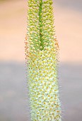 ASTON POTTERY, OXFORDSHIRE: JUNE, FLOWERS, BLOOMS OF EREMURUS RUITER HYBRID, PERENNIALS