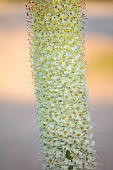 ASTON POTTERY, OXFORDSHIRE: JUNE, FLOWERS, BLOOMS OF EREMURUS RUITER HYBRID, PERENNIALS