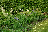 PIE CORNER, HERTFORDSHIRE: BORDER, IRIS SIBIRICA PAPILLON,  RODGERSIA PODOPHYLLA BRAUNLAUB, GERANIUM MRS KENDALL CLARK