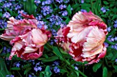 PINK PARROT TULIPS WITH FORGET-ME-NOTS (MYOSOTIS)