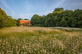 PIE CORNER, HERTFORDSHIRE: JUNE, MEADOW OF OX EYE DAISIES IN FRONT OF HOUSE. WILDFLOWERS