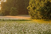 PIE CORNER, HERTFORDSHIRE: JUNE, MEADOW OF OX EYE DAISIES IN FRONT OF HOUSE. WILDFLOWERS, LAWN, BORROWED LANDSCAPE, DAWN, SUNRISE