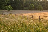 PIE CORNER, HERTFORDSHIRE: JUNE, MEADOW OF OX EYE DAISIES IN FRONT OF HOUSE. WILDFLOWERS, LAWN, GATE, BORROWED LANDSCAPE, DAWN, SUNRISE