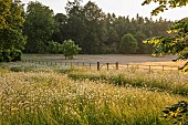 PIE CORNER, HERTFORDSHIRE: JUNE, MEADOW OF OX EYE DAISIES IN FRONT OF HOUSE. WILDFLOWERS, LAWN, GATE, BORROWED LANDSCAPE, DAWN, SUNRISE